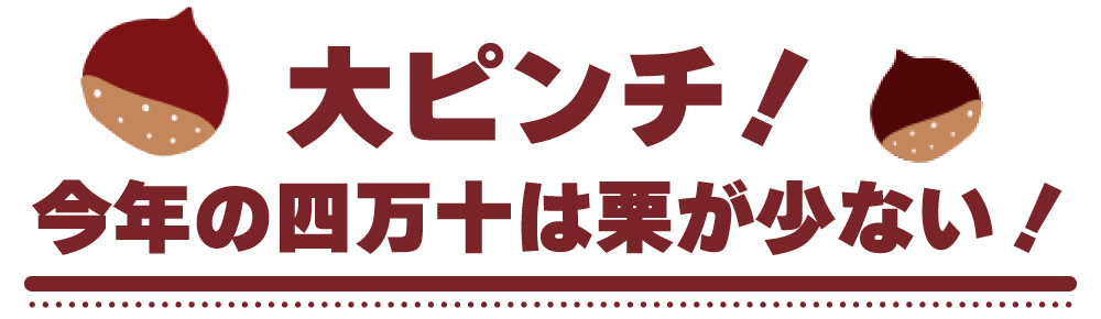 ziguri　しまんと地栗　須木栗　和水栗　高知　四万十　宮崎　熊本　国産栗　和栗　マロン　スイーツ　モンブラン　ケーキ　栗つつみ　栗大福　和菓子　栗きんとん　お取り寄せ　ギフト　プレゼント　贈りもの　包装　ラッピング　のし