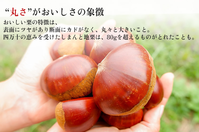 四万十 地産地消 四万十川 高知県 しまんと地栗モンブラン モンブラン ギフト 箱 BOX 栗 贈り物 しまんと地栗 