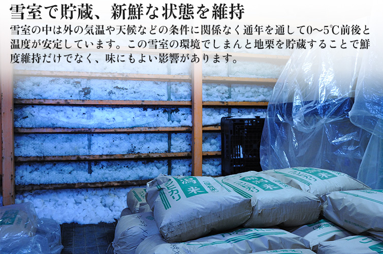 雪室栗 しまんと地栗 和栗 国産栗 皮つき栗