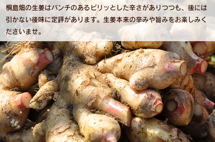 ginger ジンジャーシロップ 生姜 桐島畑 桐島 しまんと 四万十 高知 国産 手作り 温活