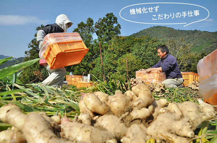 ginger ジンジャーシロップ 生姜 桐島畑 桐島 しまんと 四万十 高知 国産 手作り 温活