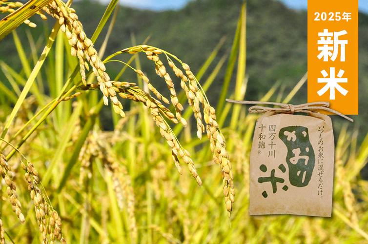 かおり米『十和錦』（80g） 四万十のお米 お米 四万十町産 高知 四万十 四万十のお米 お米 四万十町産 高知 四万十