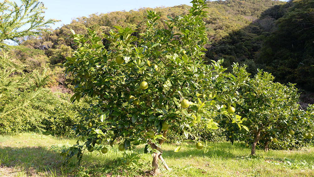 アールグレイ earlgrey 栽培風景 ベルガモット bergamot 海沿い 畑 室戸市 安芸市 木なり