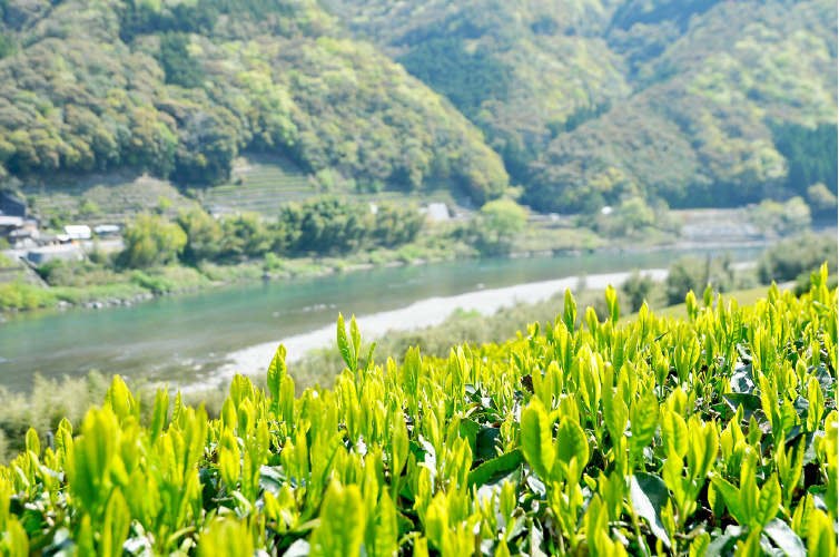 茶葉と四万十川の写真