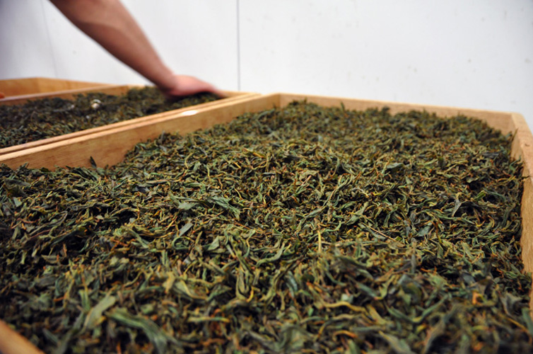 紅茶製造 栗と紅茶のモンブラン 国産栗 和紅茶 しまんと紅茶 四万十 広井茶生産組合 自家発酵
