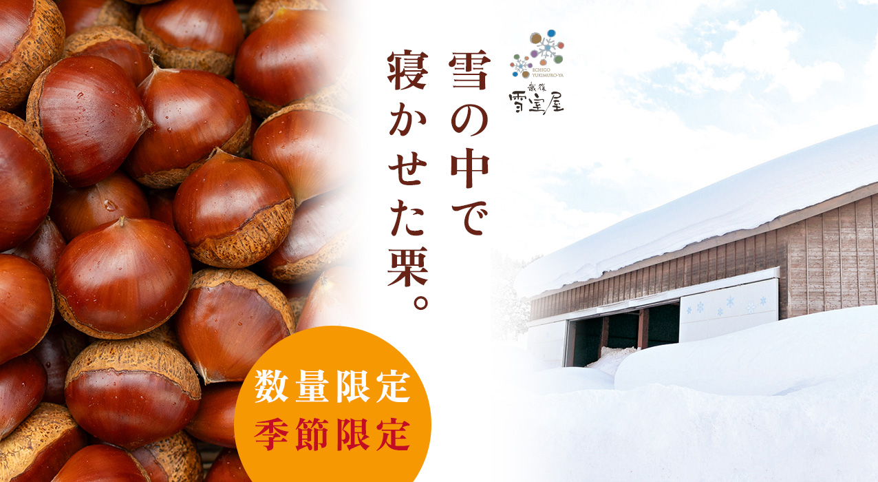 雪室栗 追熟栗 栗山 新栗 地栗 ジグリ shimanto kuri しまんと地栗 和栗 国産栗 栗スイーツ 添加物不使用 四万十川 高知県 四万十 