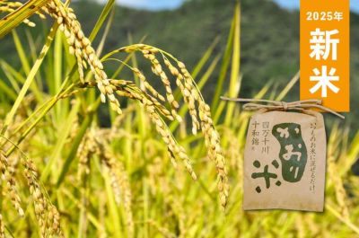 かおり米 新米 四万十 お米 個包装 十和錦 