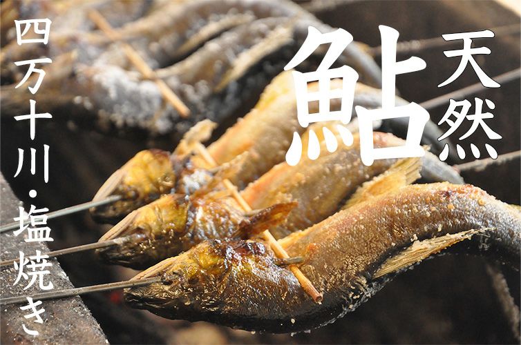 清流四万十川育ち「天然鮎の塩焼き 1匹」おいしさの秘密は苔の味