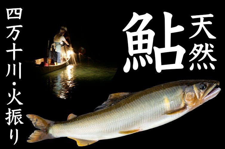 天然鮎　火振り　四万十川