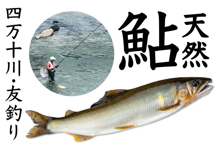 四万十川　天然鮎　友釣り鮎　アユ　あゆ