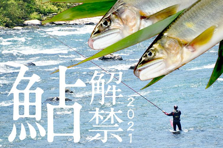 四万十川　天然鮎　友釣り鮎　アユ　あゆ