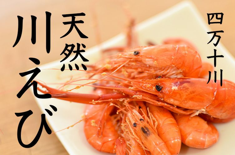 四万十川　川えび　川エビ　川海老