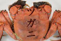モクズガニ (3キロ)送料無料 楽天市場】活 モクズガニの通販